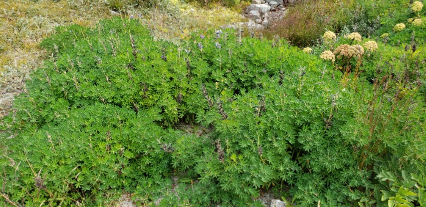 Lupinus nootkatensis plantplacesimage20190828_113634.jpg