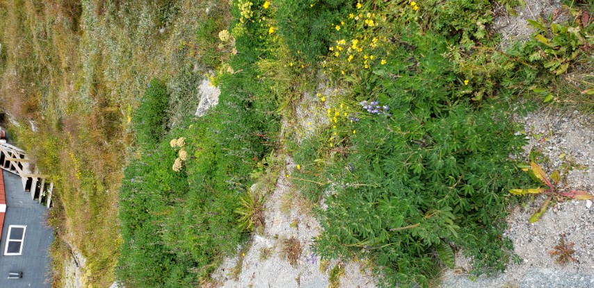 Lupinus nootkatensis plantplacesimage20190828_113645.jpg