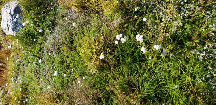 Achillea millefolium plantplacesimage20190829_112348.jpg