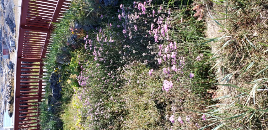 Achillea millefolium plantplacesimage20190829_142142.jpg