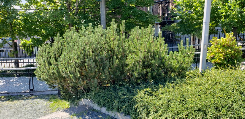 Pinus mugo plantplacesimage20190901_123507.jpg