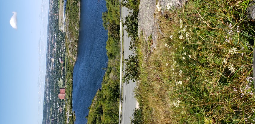 Achillea millefolium plantplacesimage20190901_140723.jpg