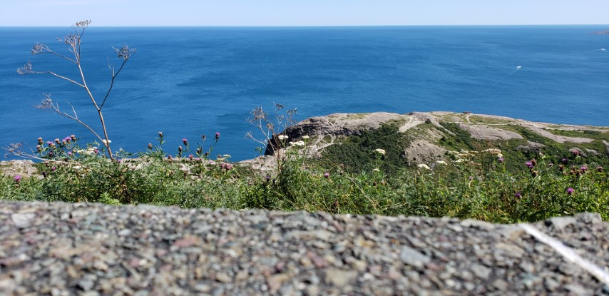Achillea millefolium plantplacesimage20190901_140838.jpg