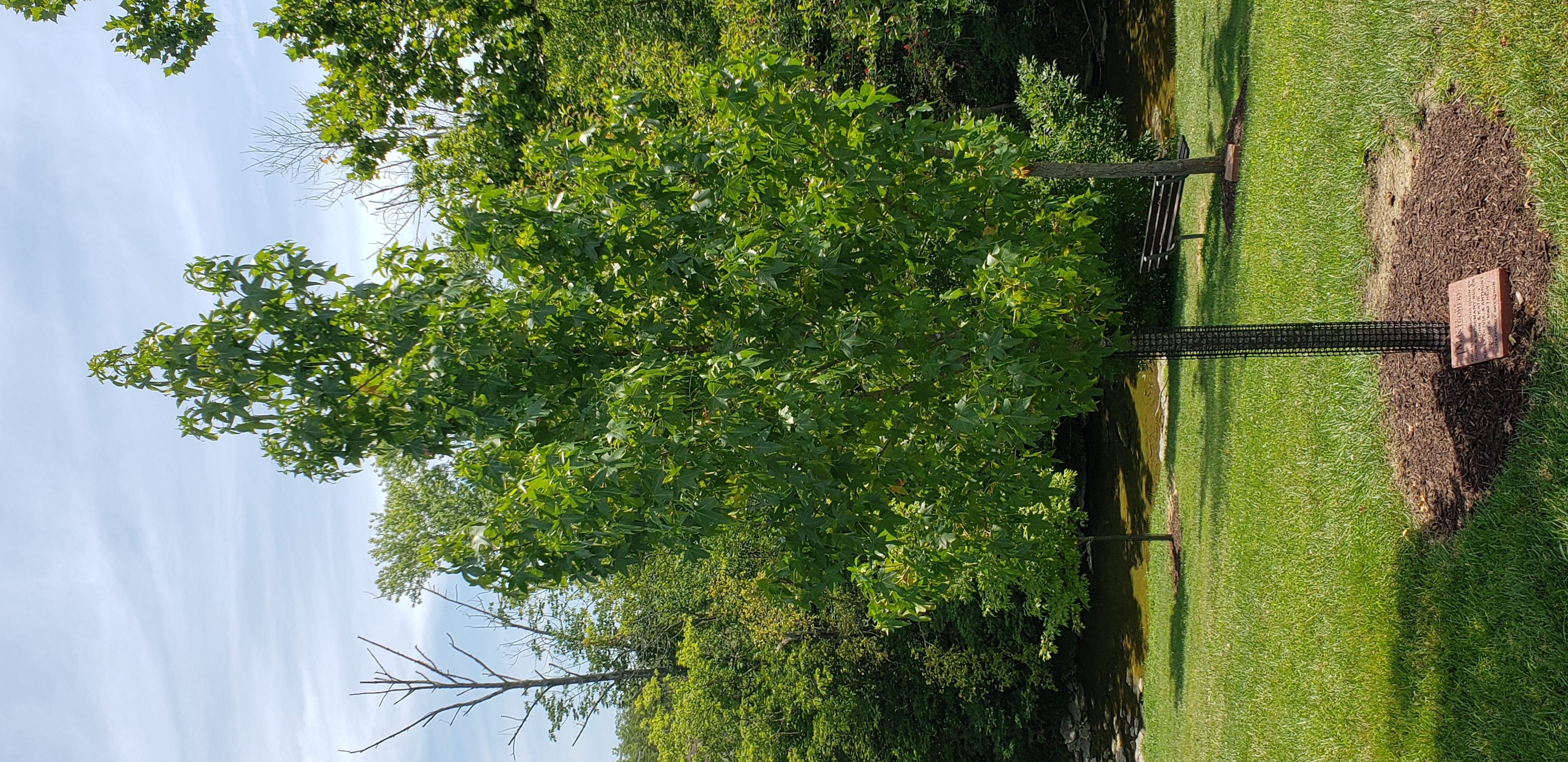 Liquidambar styraciflua plantplacesimage20200809_122224.jpg
