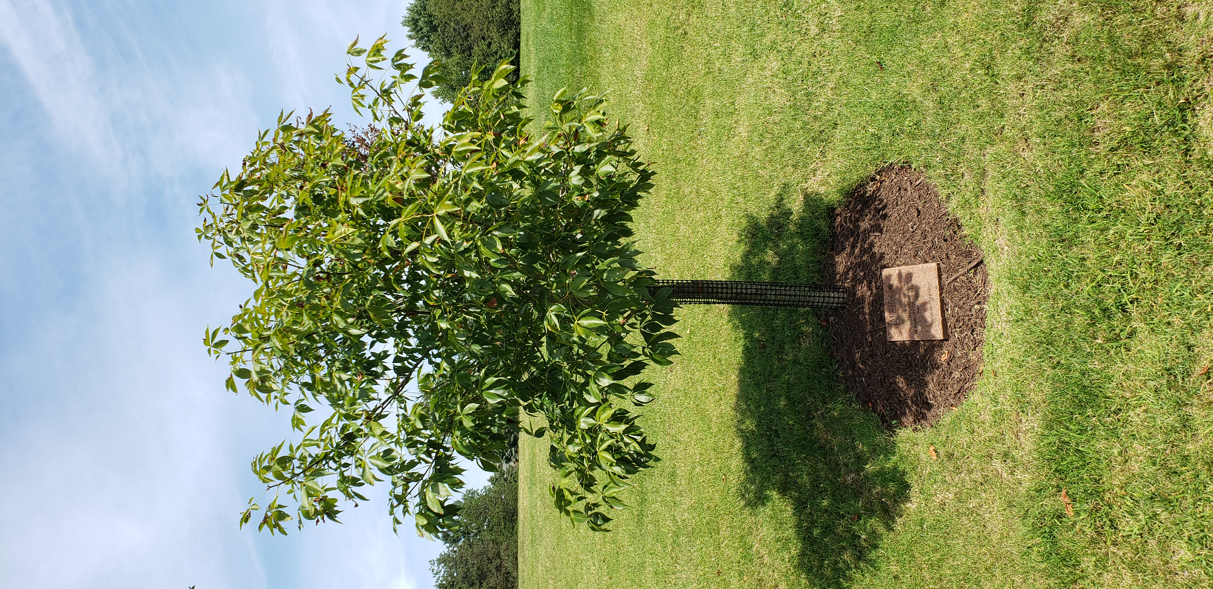 Aesculus hippocastanum plantplacesimage20200809_124216.jpg