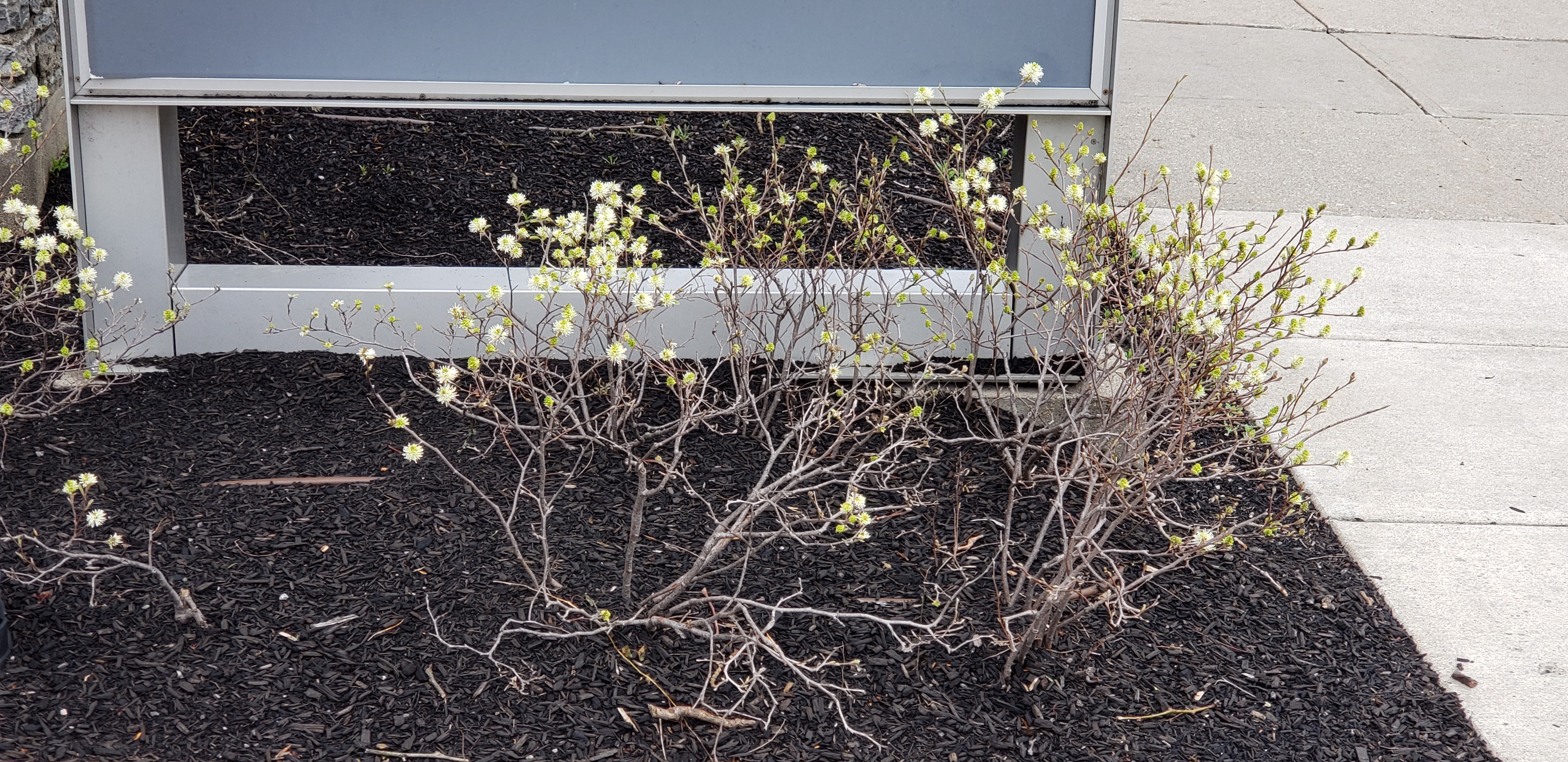 Fothergilla gardenii plantplacesimage20230406_133626.jpg