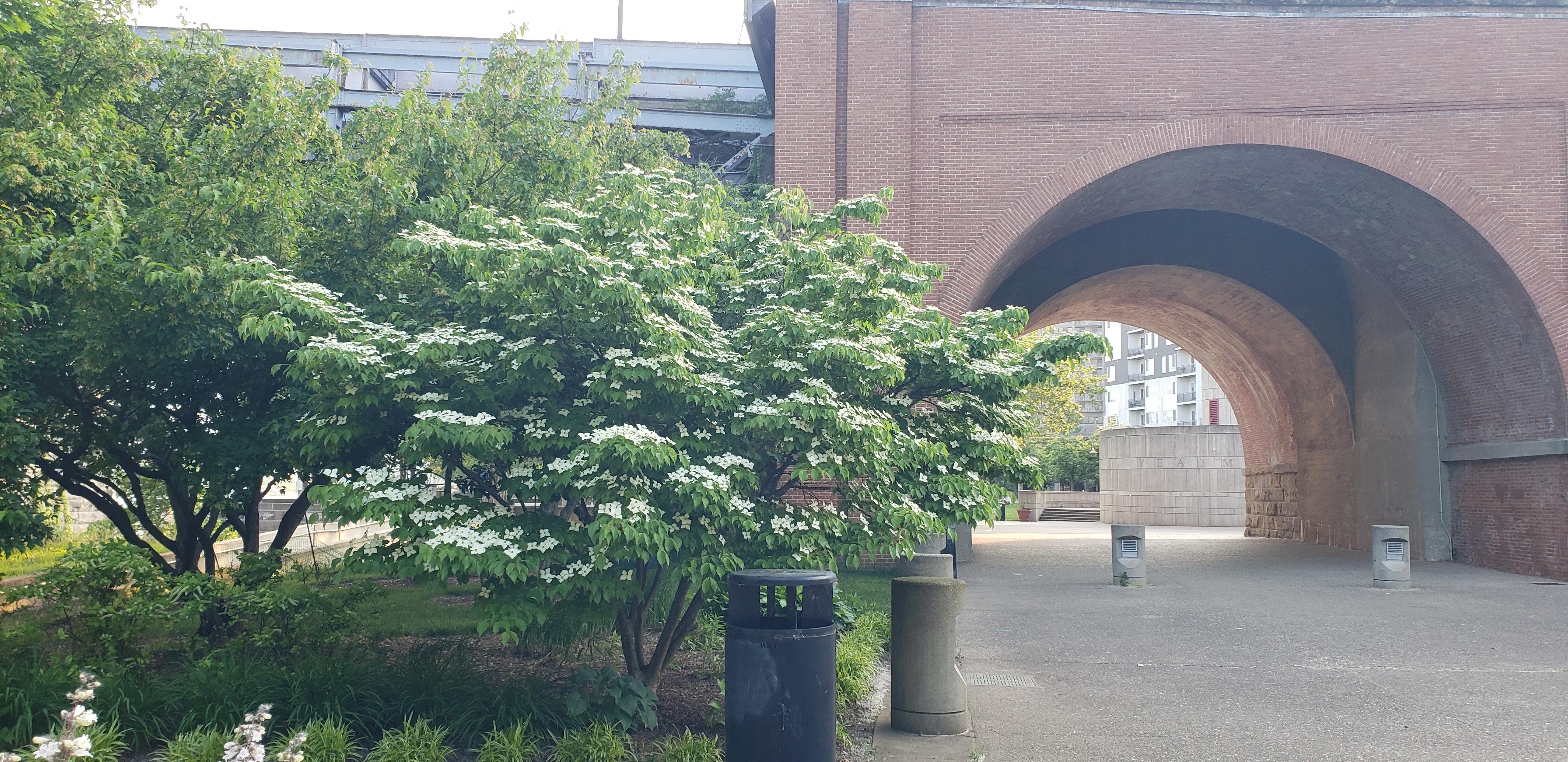 Cornus florida plantplacesimage20230523_192623.jpg