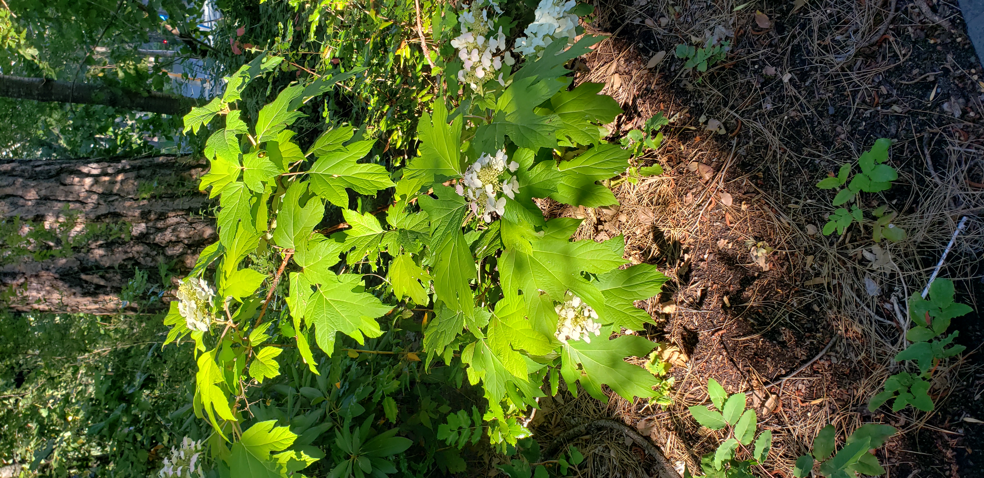 Hydrangea quercifolia plantplacesimage20230713_184218.jpg