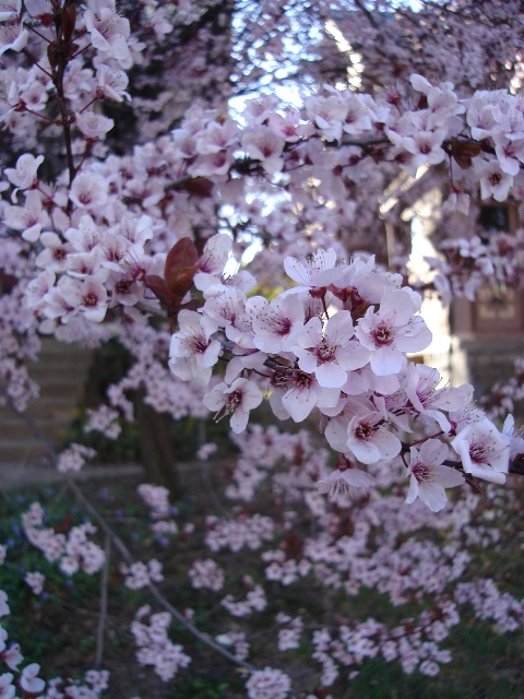 Picture of Prunus cerasifera 'Thundercloud' Thundercloud Cherry Plum or Thundercloud Purple-Leaf Plum