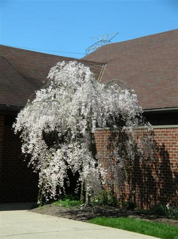 Picture of Prunus subhirtella var. pendula  Weeping Cherry