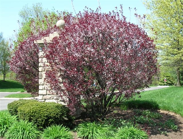 Picture of Prunus cerasifera  Sand Cherry