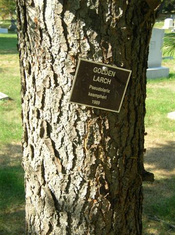 Picture of Pseudolarix kaempferi Golden Larch