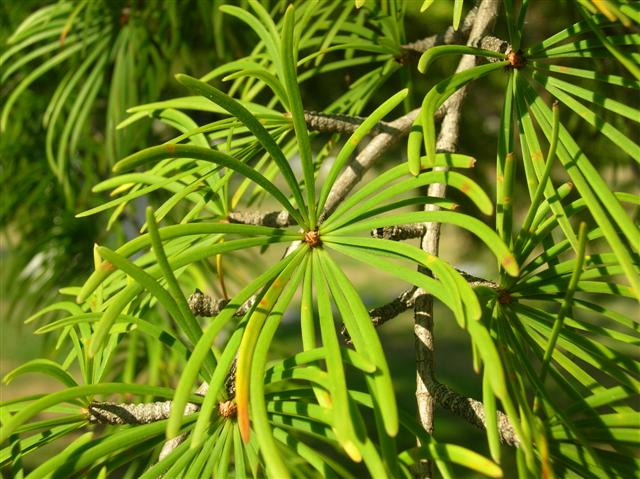 Picture of Pseudolarix kaempferi Golden Larch