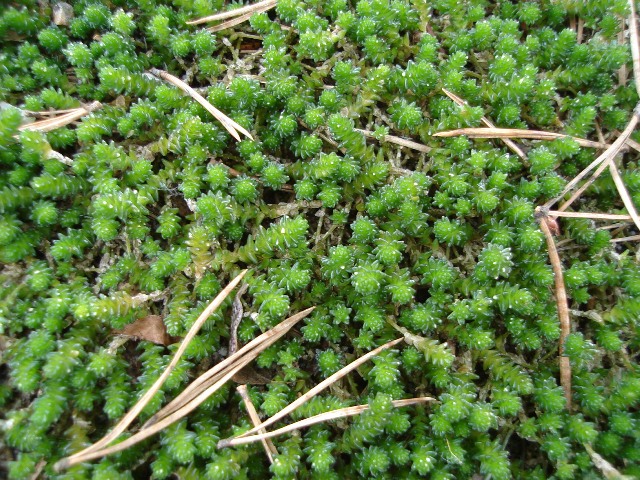 Picture of Sedum sexangulare  Watch Chain Stonecrop