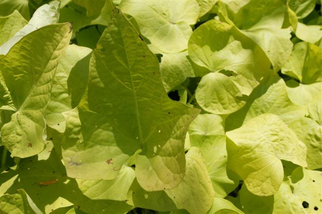 Picture of Ipomoea batatas Margarita  
