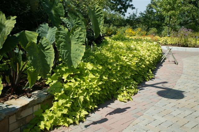 Picture of Ipomoea batatas Margarita  