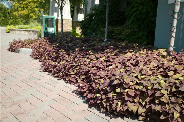 Picture of Ipomoea batatas Sweet Caroline Sweetheart Red  