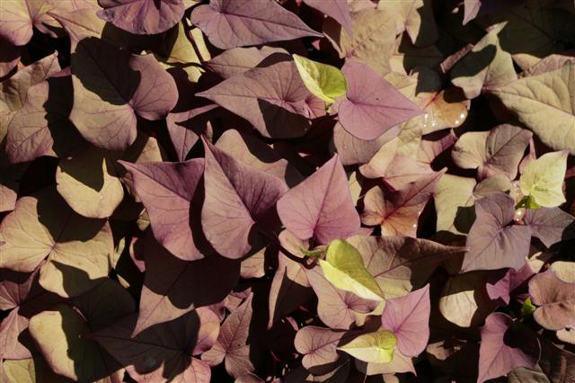 Picture of Ipomoea batatas Sweet Caroline Sweetheart Red  