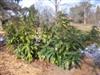 Photo of Genus=Mahonia&Species=bealei&Common=Leatherleaf Mahonia&Cultivar=
