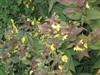 Photo of Genus=Lysimachia&Species=punctata&Common=Yellow Loosestrife&Cultivar=