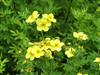 Photo of Genus=Potentilla&Species=fruticosa&Common=Shrub Cinquefoil&Cultivar='Rigida'