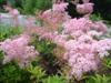Photo of Genus=Filipendula&Species=rubra&Common=Queen of the Prairie&Cultivar=