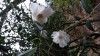 Photo of Genus=Camellia&Species=spp&Common=cornish snow rose of winter&Cultivar=cornish snow