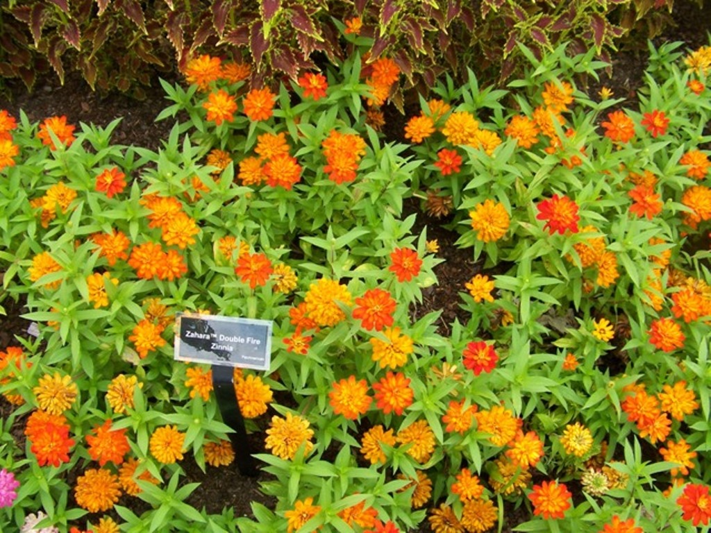 Picture of Zinnia  'Zahara� Double Fire' Zahara� Double Fire Zinnia