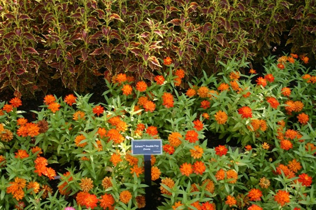 Picture of Zinnia  'Zahara� Double Fire' Zahara� Double Fire Zinnia