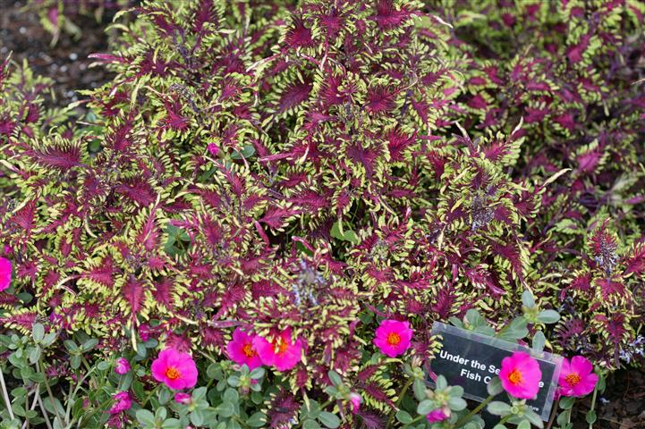 Picture of Solenostemon  Under the Sea� Bone Fish 