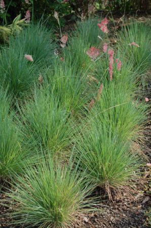 Picture of Melinus nerviglumis Ruby Grass Ruby Grass