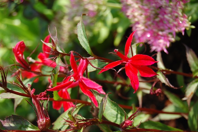 Picture of Lobelia speciosa Fan 'Scarlet' Fan 'Scarlet'