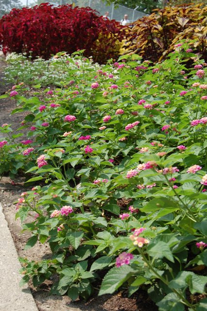 Picture of Lantana camara Athens Rose 