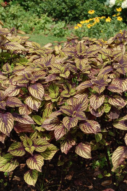 Picture of Solenostemon scutellarioides 'Fishnet Stockings' 'Fishnet Stockings'