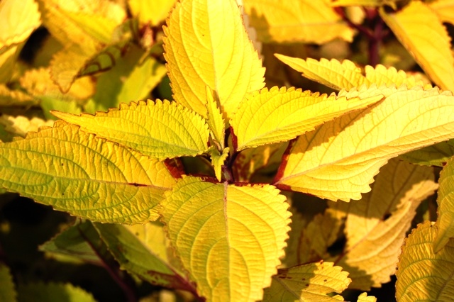 Picture of Solenostemon scutellarioides 'Pineapple' Coleus