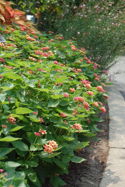 Picture of Lantana camara Lucky Peach Lucky Peach