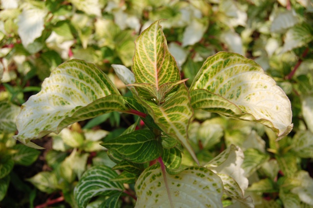 Picture of Iresine herbstii Blazin' Lime Blazin' Lime