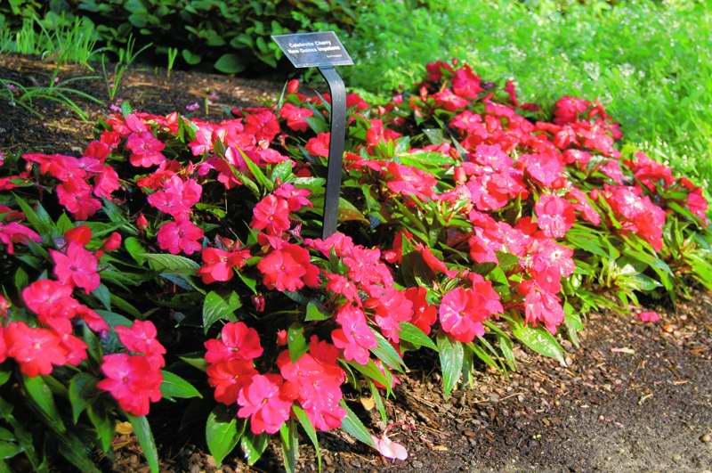 Picture of Impatiens balsamina Celebrette Cherry New Guinea Impatiens