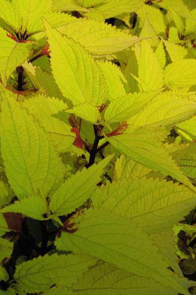 Picture of Solenostemon scutellarioides 'Pineapple' Coleus