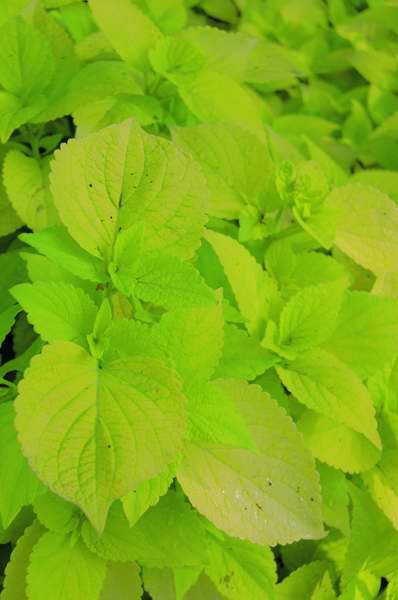 Picture of Solenostemon scutellarioides 'Colorblaze� Life Lime' Colorblaze� Life Lime Coleus