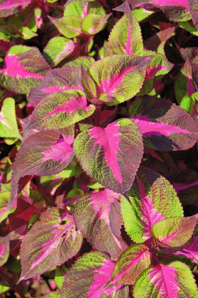 Picture of Perilla frutescens 'Magilla Purple' 'Magilla Purple'