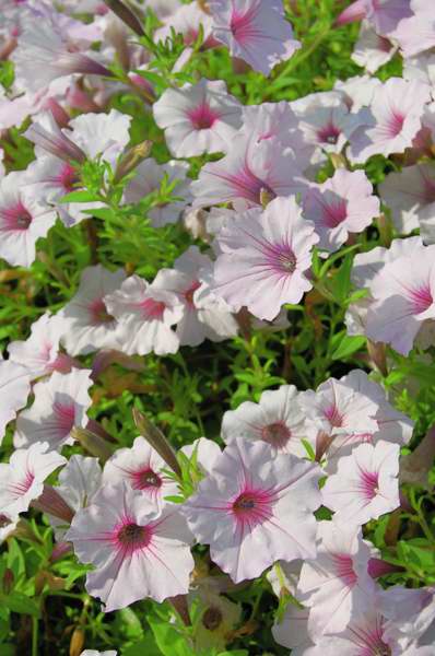 Picture of Petunia  Supertunia� Vista Silverberry 