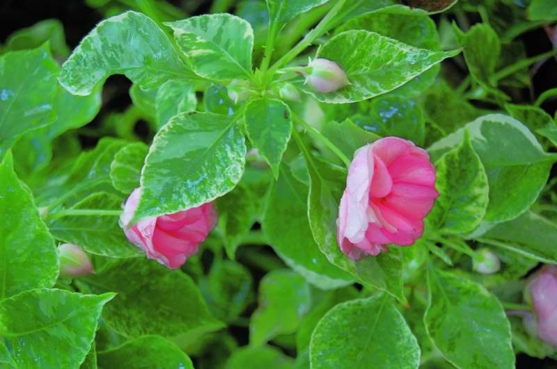 Picture of Impatiens walleriana Fiesta Pink Frost Fiesta Pink Frost